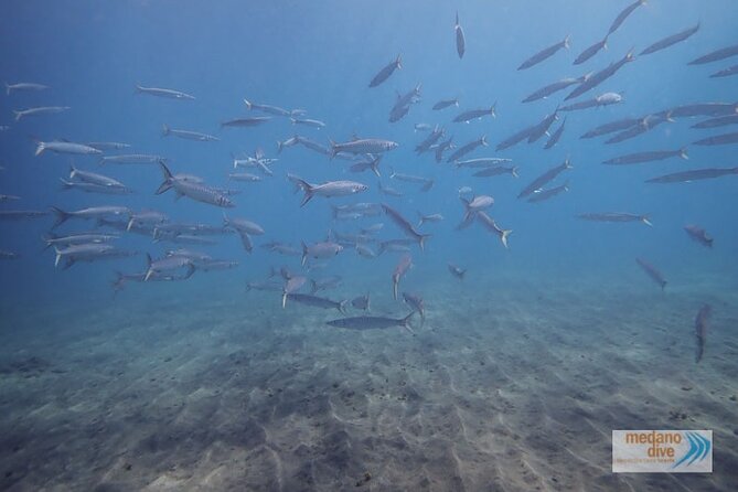 Snorkeling Excursion In South Tenerife – 3,5 Hours