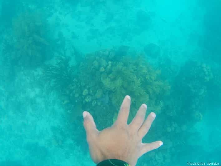 Snorkeling in Catalina Island: Day Trip by Boat