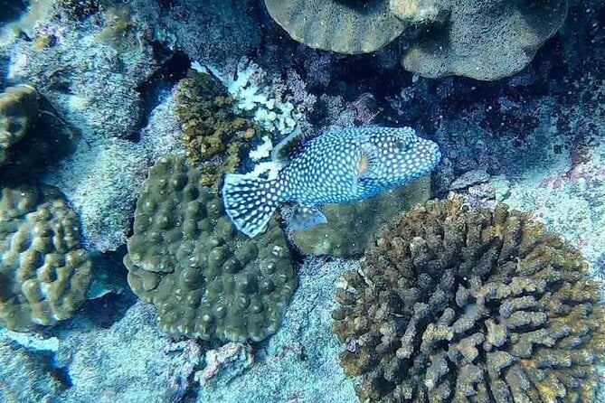 Snorkeling in Isla Del Caño (Caño Island) From Drake Bay