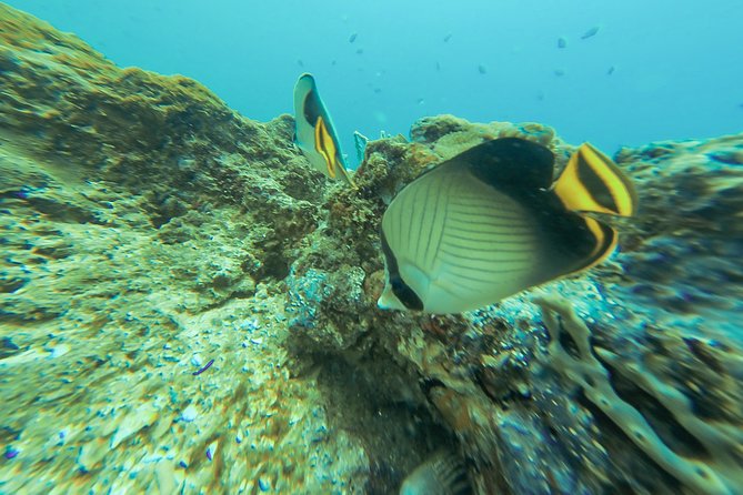 Snorkeling in Talawila St. Annes Reef