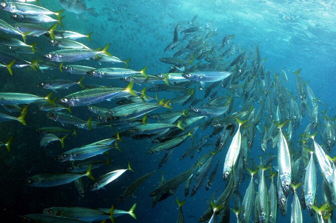 4 Best Snorkeling Experiences In Setubal District
