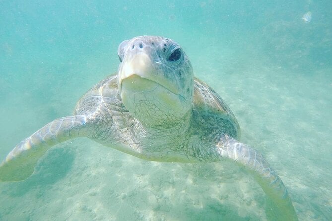 Snorkeling On Beautiful Rock Island – Unawatuna by Boat