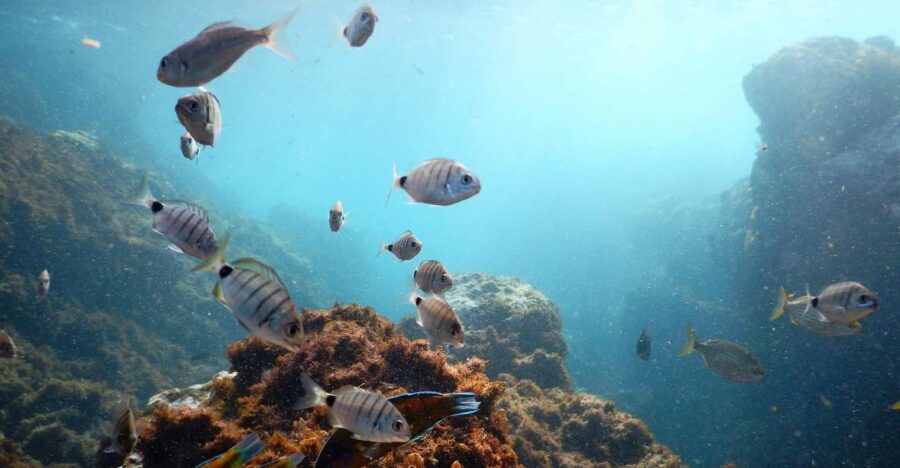 Snorkeling Wildlife in Terceira Island