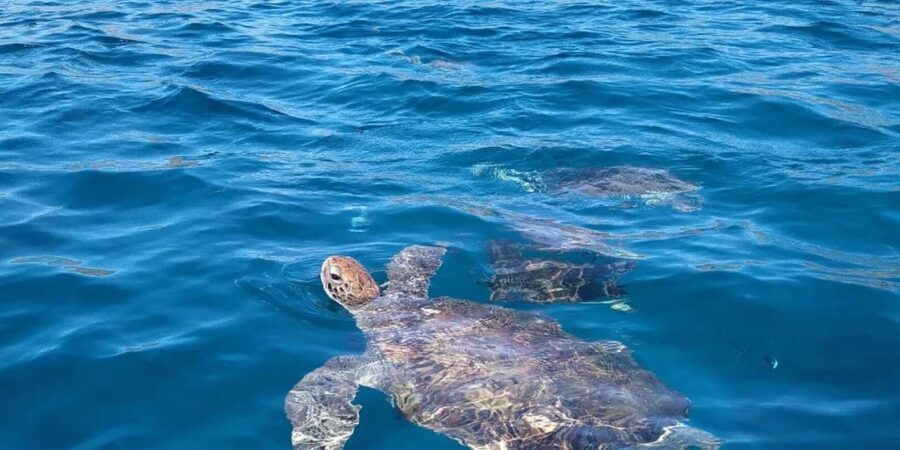Snorkeling With Turtles at Sao Pedros Beach
