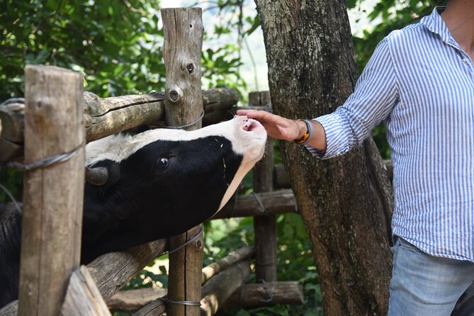 Sorrento Farm Experience: Wine Tasting, Pizza and Cheese Making - Rustic Charm of Sorrento