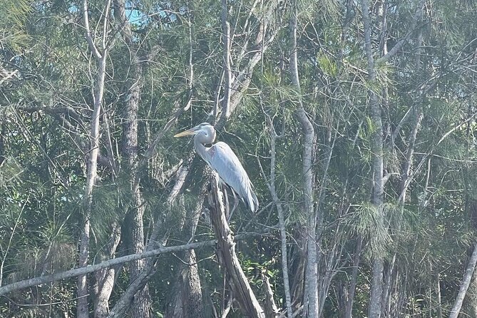 Space Coast Manatee & Coastal Wildlife Kayak Tour - Tour Overview