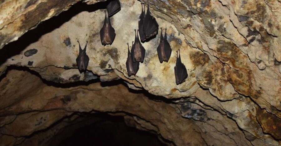 Speleology in the Arouca Geopark’s Tungsten Mines
