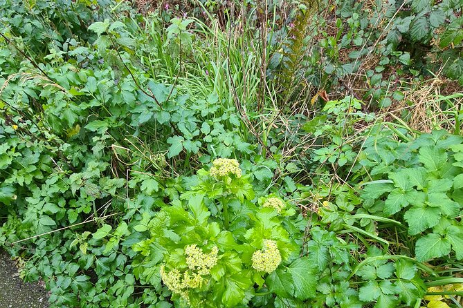 Spring Tonic Foraging Tour