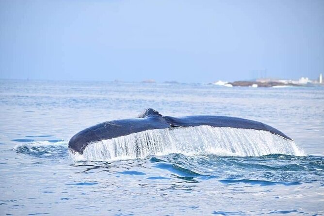 3 Best Dolphin Watching Tours In Sri Lanka