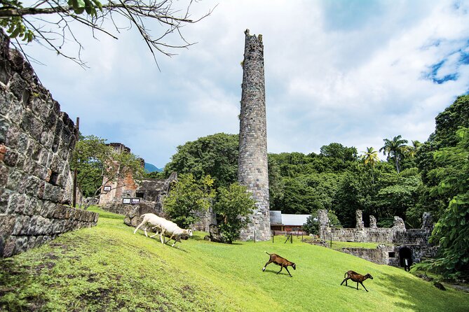 St Kitts Rainforest Tour