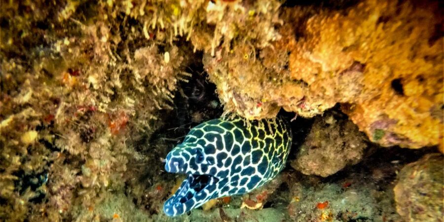 St. Lucia: Cape Vidal Snorkeling Adventure - Overview and Pricing