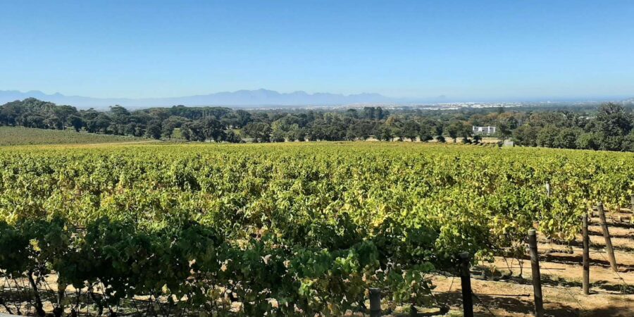 Stellenbosch and Franschhoek 15 Wine Tasting Tour