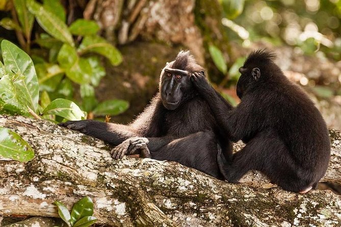 Sulawesi Tangkoko National Park Private Tour