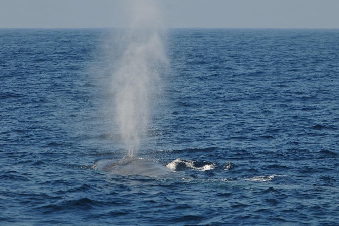Sunrise Dolphin Watching Experience and Bar Reef Snorkelling – Kalpitiya