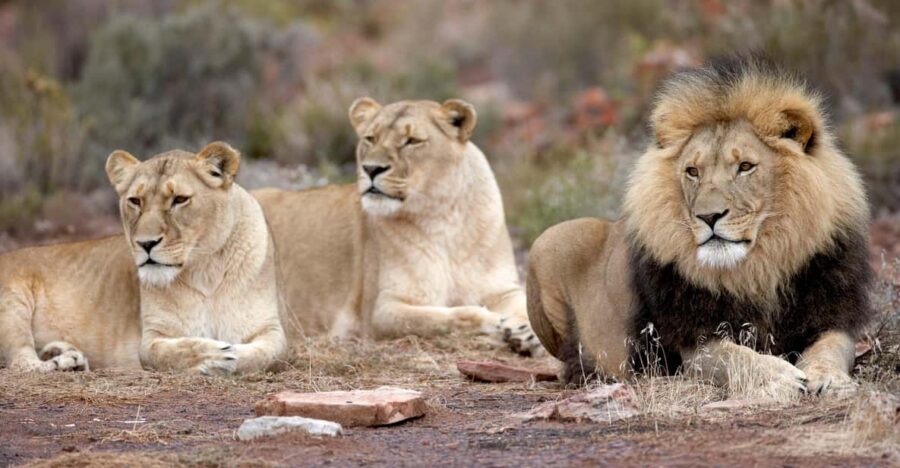 Sunset Big 5 Aquila Safari Snacks and Wine Tasting