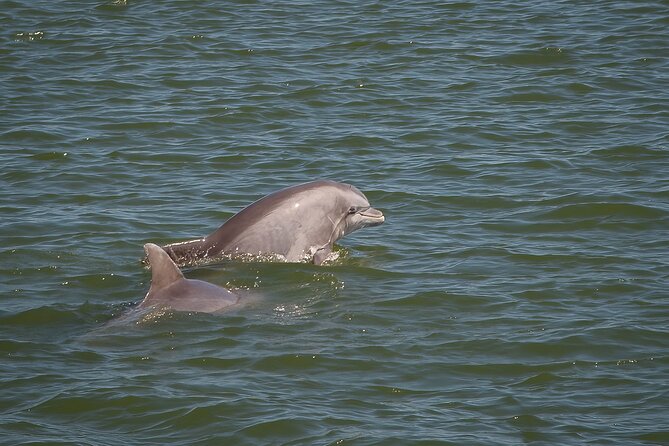 Sunset, Dolphin/Birding On A Private Guided Savannah Cruise