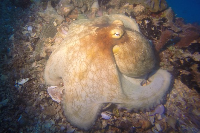 Sunset Night Dive for Certified Divers in St Thomas