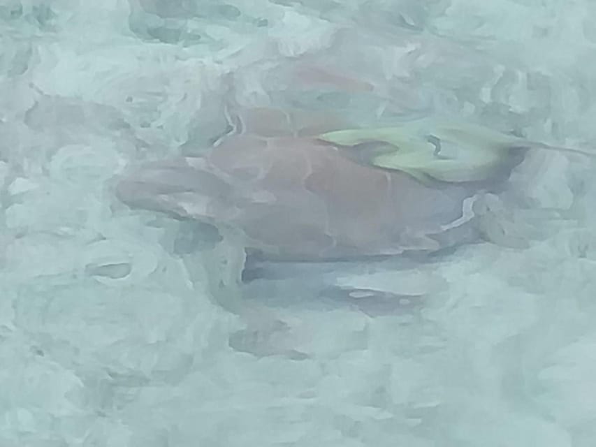 Swim With Pigs, Rose Island, Bahamas