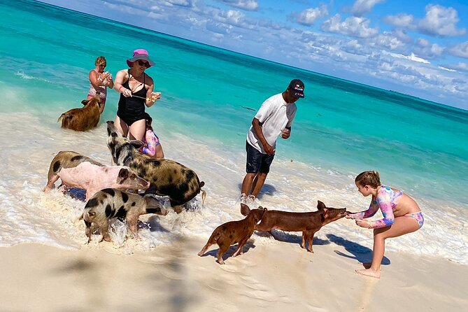 Swimming Pigs Island Turtles and Snorkeling Excursion 4 Stops