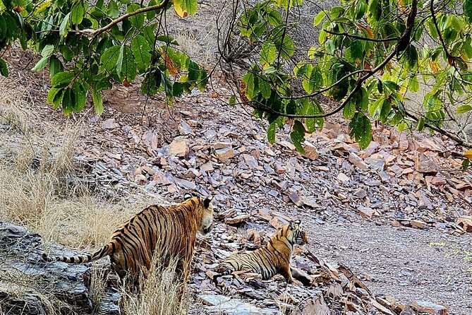 Taj Mahal and Safari Tour Rajasthan