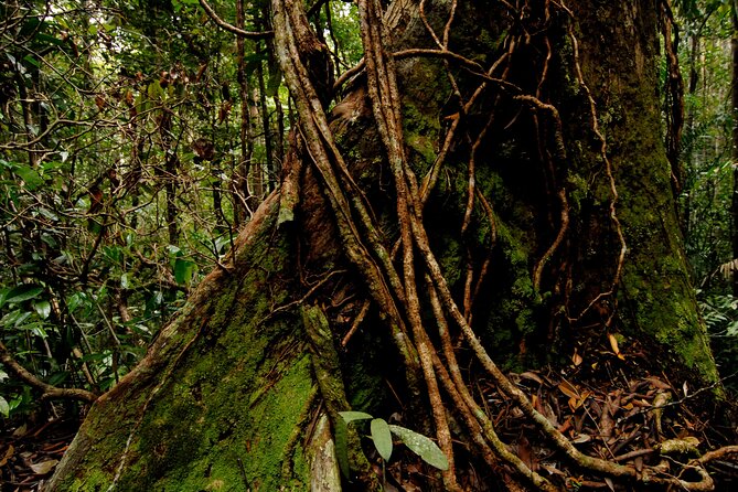 Taman Negara Day Trip From Kuala Lumpur With Lunch
