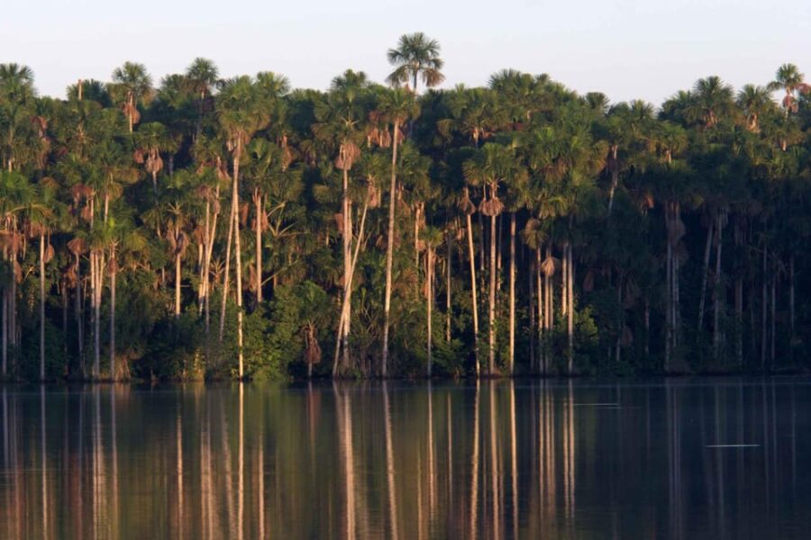 Tambopata 3D | Monkey Island + Sandoval Lake + Bonfire |