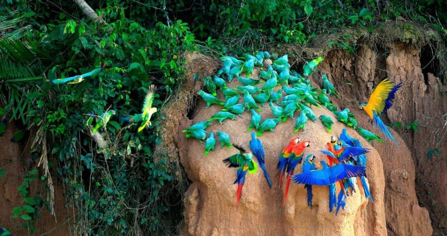 Tambopata Experience: Discover the Magic of Macaws