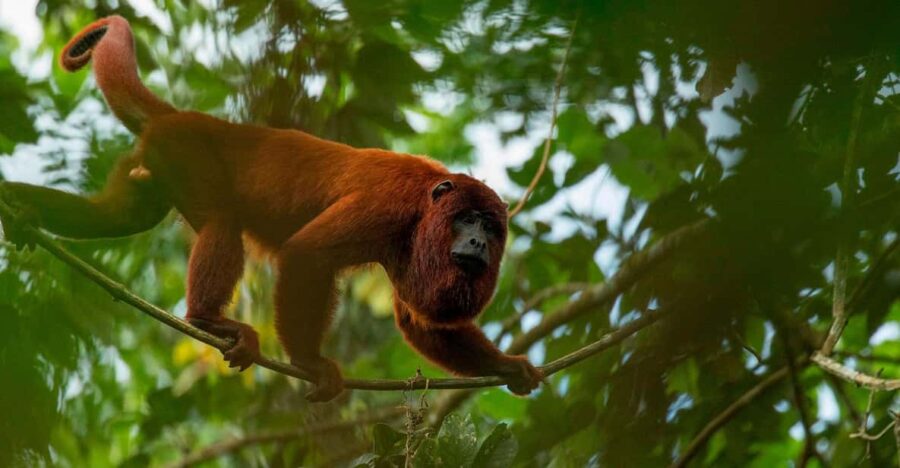 Tambopata Jungle Excursion 2 Days | Kayak – Monkey Island