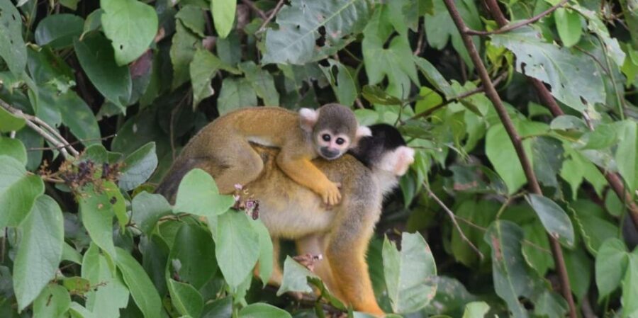 4 Best Tours In Madre De Dios River