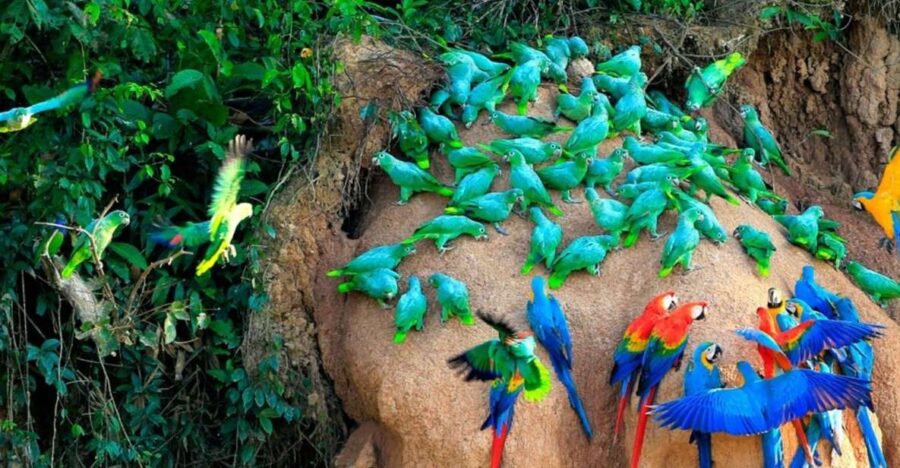Tambopata: Lago Sandoval and Colpa of Loros 3- Days