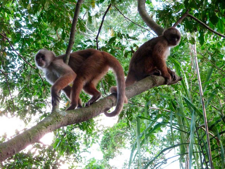 Tambopata: Lake Sandoval and Cayman Safari 2-days