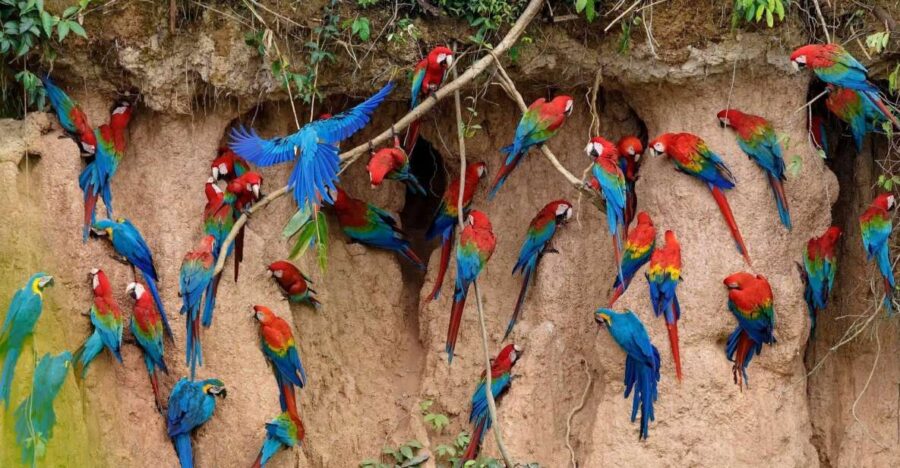 Tambopata Macaw Clay Lick 2 Days/1 Night