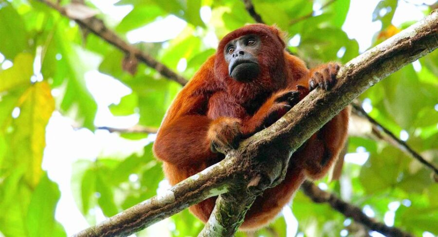 3 Best Guided Tours In Puerto Maldonado
