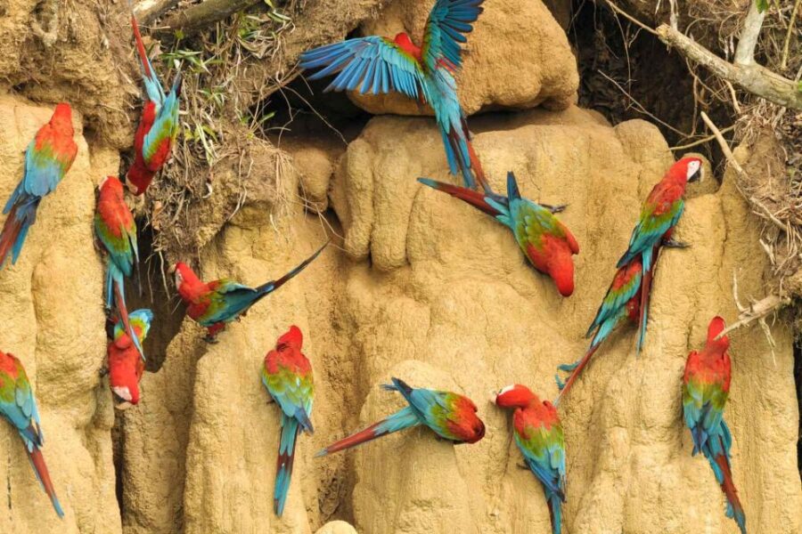 Tambopata National Reserve 4 Days