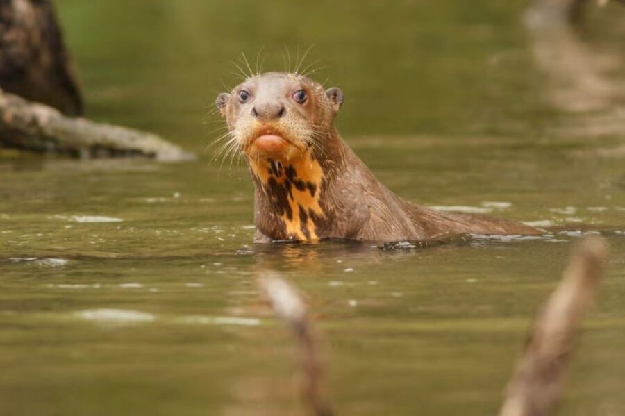 Tambopata National Reserve in 3 Days With Wildlife Sightings