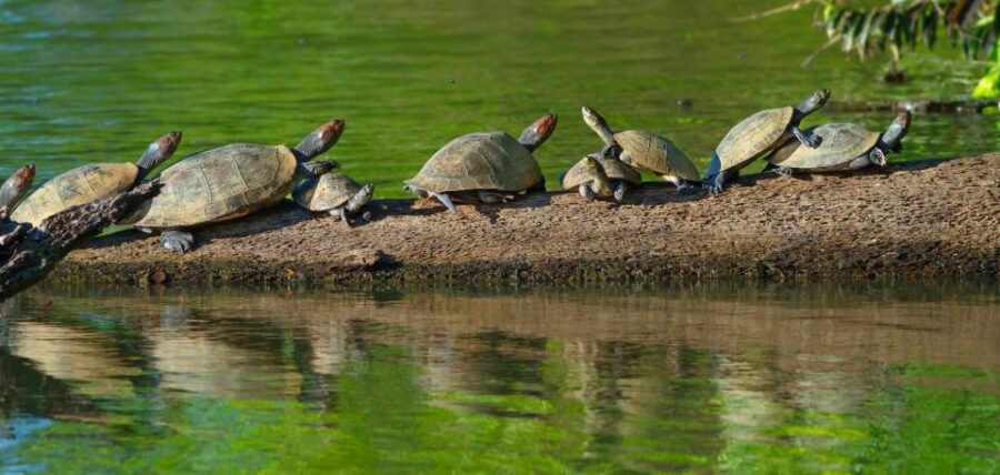 20 Best 3 Day Tours In Puerto Maldonado