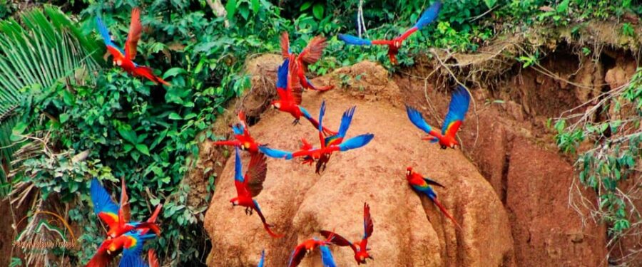 Tambopata National Reserve With Fauna Observation 4 Days