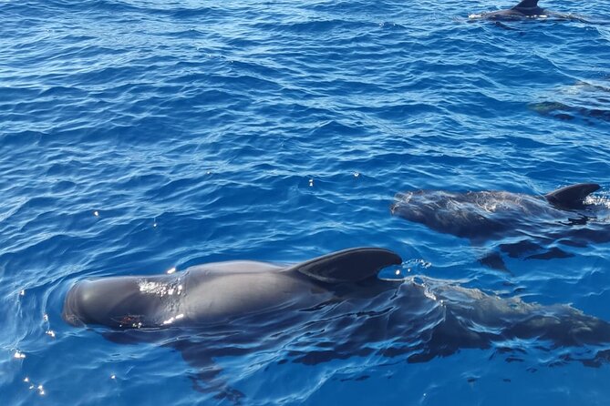 Tenerife Motor Boat Whale Watching & Snorkeling Experience