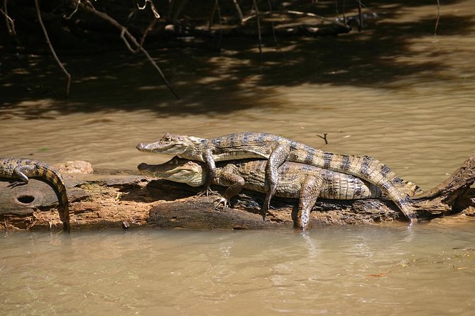 The Authentic Tortuguero National Park One Day Tour
