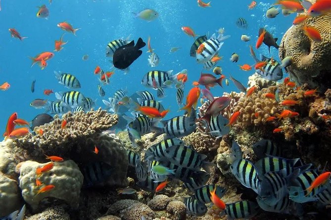 The Best 2-Point Snorkeling in Padangbai: Blue Lagoon and Tanjung Jepun