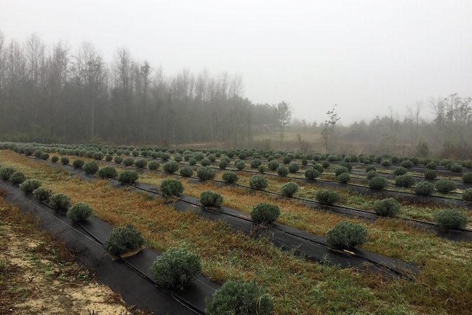 The Olive Grove Tour