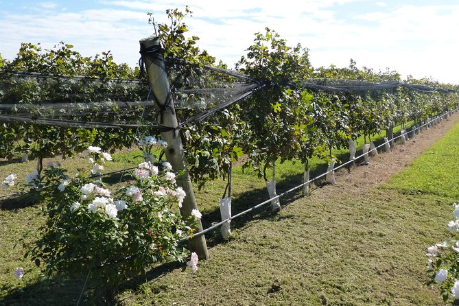 The Start WineTour for 2 People (History and Wines)