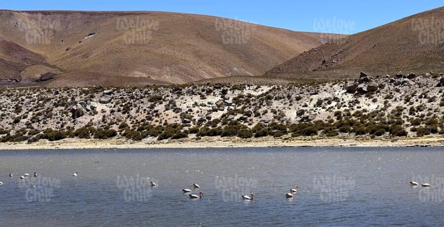 The Tatio Geysers, the Highest Geothermal Field in the World