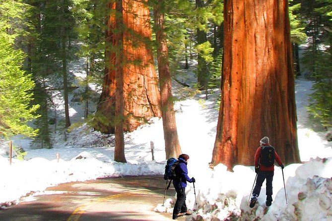 The Ultimate Yosemite National Park Full Experience- 5 Days' Vacation Package