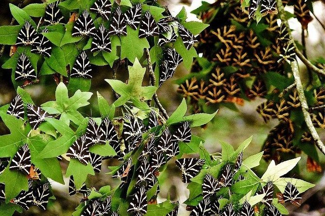 The Valley of Butterflies and Halki Day Tour