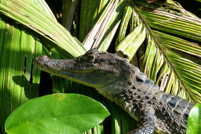 TORTUGUERO MOST POPULAR: Canoe and Night Tour (Jul-Oct Turtle)