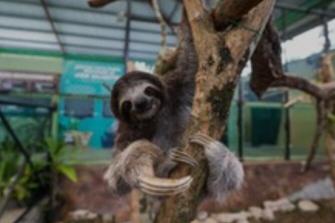 Tour Gatun Lake Wildlife Monkey Watch and Sloth Sanctuary - Tour Overview