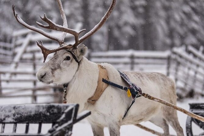 Traditional Reindeer Farm Visit With a Short Sleigh Ride - Overview of the Experience