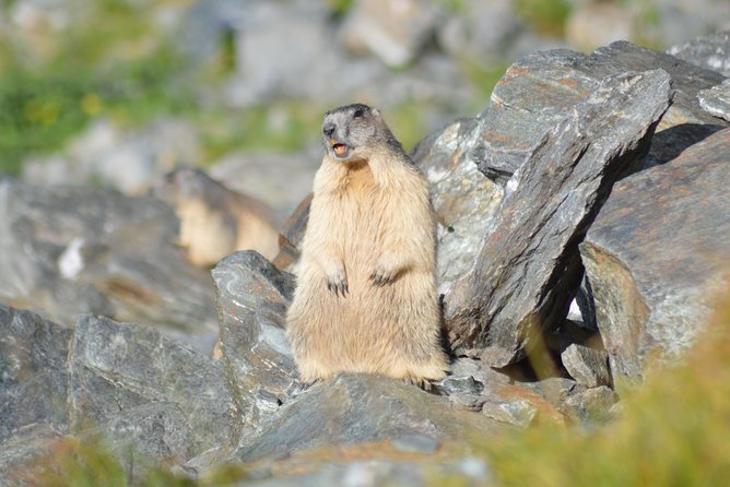Transfagarasan, Vidraru and Poenari Fortress Tour From Sibiu