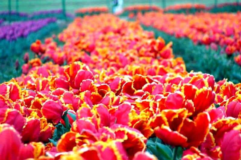 TREASURE OF GARDENS